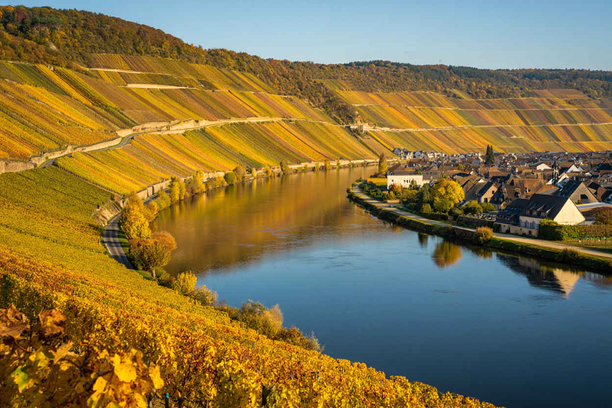 Moseltal Weinberge im goldenen Herbstlicht