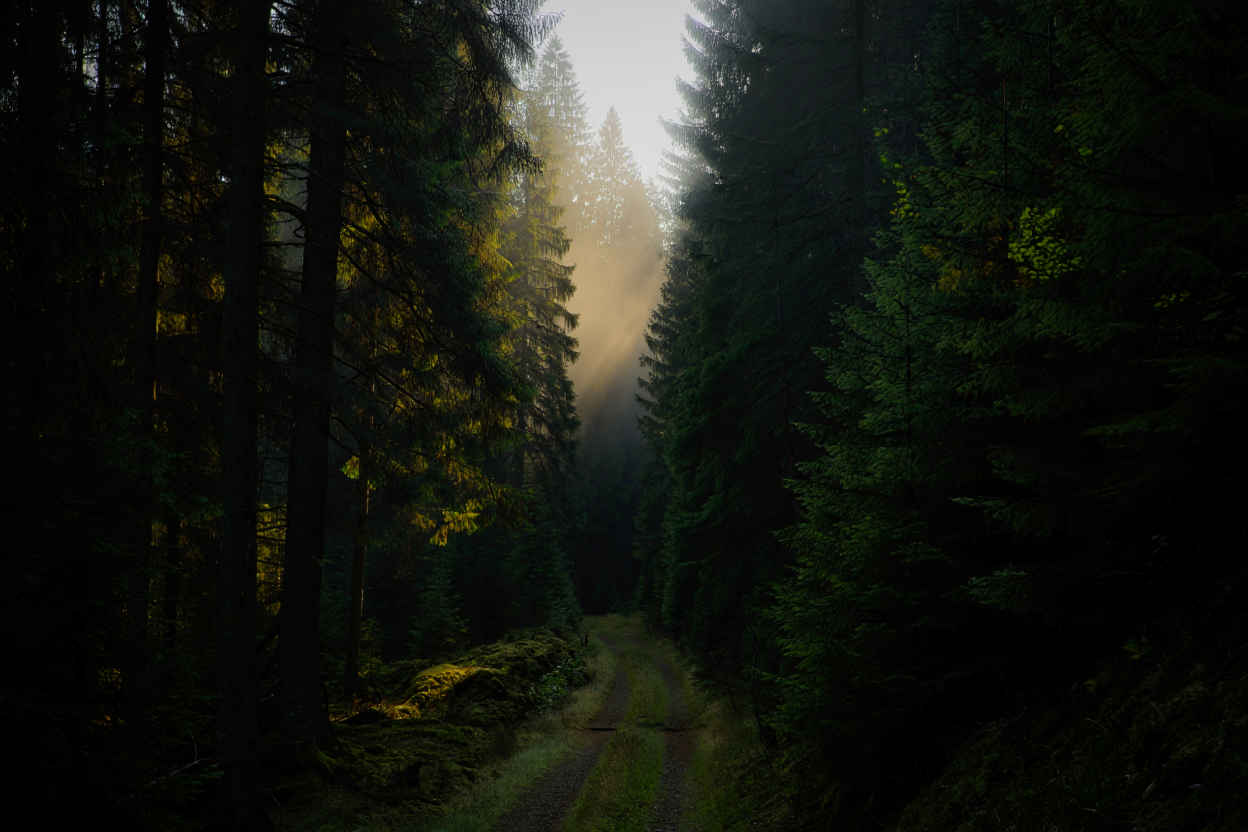 Schwarzwald Morgennebel zwischen alten Tannen